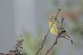 European serin, Greece Royalty Free Stock Photo