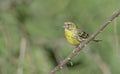 European serin, Greece Royalty Free Stock Photo