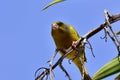 European serin, or just serin, Serinus serinus