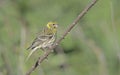 European serin, Crete Royalty Free Stock Photo