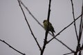 European serin perched on a branch Royalty Free Stock Photo