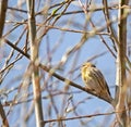 European serin on a tree branch