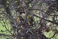 European serin in a bush with first green starting in spring