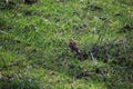 European serin - backside