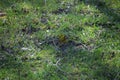 European serin in spring grass