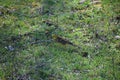 European serin looking at the camera