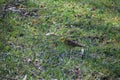 European serin in the grassland