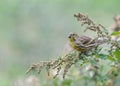 European Serin Serinus serinus eaing wild plant seeds Royalty Free Stock Photo