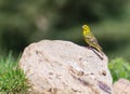 European Serin Serinus serinus perching on a rock