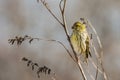 European serin or Serinus serinus small yellow bird sitting on the branch eating buds soft background