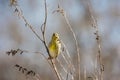 European serin or Serinus serinus small yellow bird sitting on the branch eating buds soft background