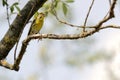 A european serin Serinus serinus - verzellino Royalty Free Stock Photo