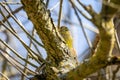 European Serin Serinus serinus on a tree Royalty Free Stock Photo