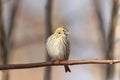 European Serin - Serinus serinus in the forest