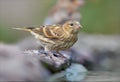 Young European serin sits near a waterpond