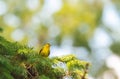 European serin sitting on a branch barely