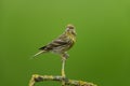 European serin