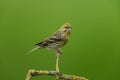 European serin