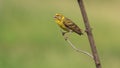 European serin sitting on a branch and sings Royalty Free Stock Photo