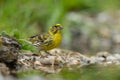 European serin