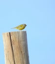 European serin on the top of a wood