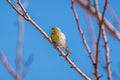 European Serin on a tree branch Royalty Free Stock Photo