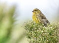 European Serin on wild plant