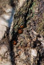 European seven-spot ladybird Coccinella septempunctata Royalty Free Stock Photo