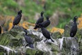 European shag or common shag (Phalacrocorax aristotelis) Runde, Norway Royalty Free Stock Photo