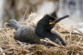 European Shag on nest