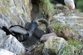 European shag, phalacrocorax aristotelis Royalty Free Stock Photo