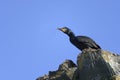 European shag, phalacrocorax aristotelis Royalty Free Stock Photo