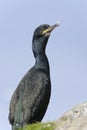 European shag, phalacrocorax aristotelis Royalty Free Stock Photo