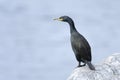 European shag, phalacrocorax aristotelis Royalty Free Stock Photo