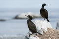 European Shag