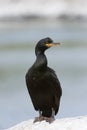 European Shag