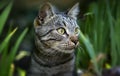 The European shorthair, also called the European or Celtic shorthair, is a breed originating in Europe, an elaborate way of Royalty Free Stock Photo