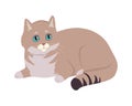 European Shorthair Cat Flat Vector Illustration