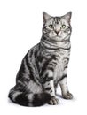 European shorthair cat sitting down and looking up Royalty Free Stock Photo