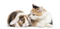 European shorthair and lop rabbit, isolated