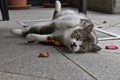 European short hair tabby cat playful laying on the ground