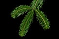 European silver fir branch from above over black