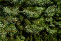European silver fir (Abies alba)