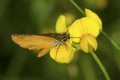 European skipper butterfly perched on yellow flowers in Connecticut. Royalty Free Stock Photo