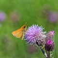 European Skipper on Thistle Royalty Free Stock Photo