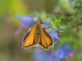 European skipper (Thymelicus sylvestris) Royalty Free Stock Photo