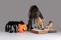 European Sled Dog, puppy Eurohound in a Halloween setting Royalty Free Stock Photo