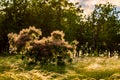 European smoketree blossoms. Cotinus Coggygria or rhus cotinus plant with blossom. Golden dusk sunlight