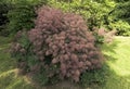 European smoketree - cotinus coggygria