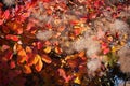 European Smoketree in autumn sunshine in East Grinstead